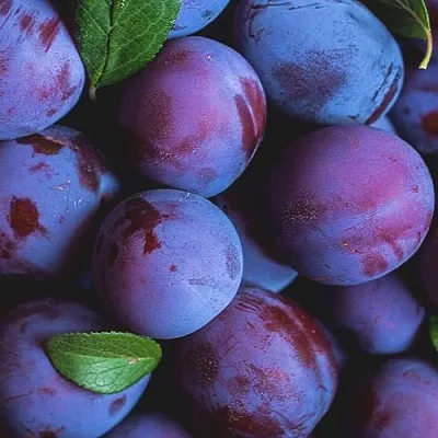 Слива в Подольске