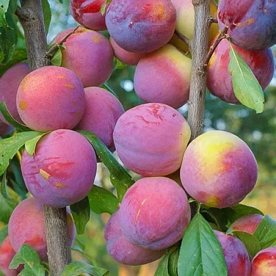 Слива КОЛОННОВИДНАЯ  Слива КОЛОННОВИДНАЯ в Подольске