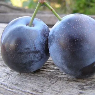 Слива БЛЮФРИ  Слива БЛЮФРИ в Подольске