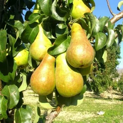 Груша Г-9 колонновидная  Груша Г-9 колонновидная в Подольске