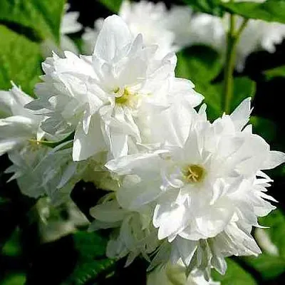 Жасмин ДАМ БЛАНШ  Жасмин ДАМ БЛАНШ в Подольске