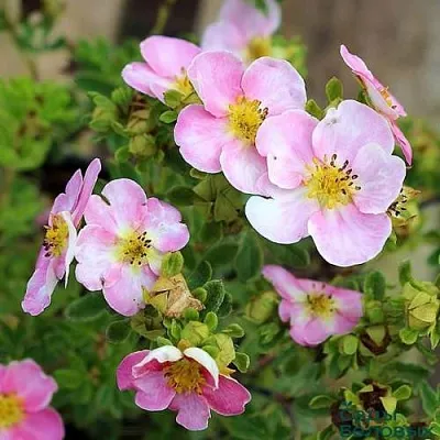 Лапчатка НЬЮ ДАУН кустарниковая  Лапчатка НЬЮ ДАУН кустарниковая в Подольске