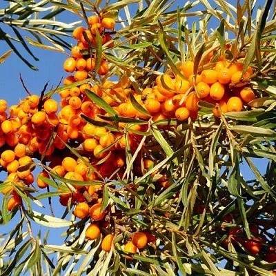 Облепиха ДАР МГУ в Подольске