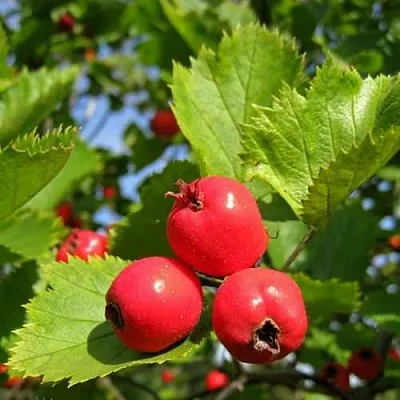 Боярышник МЯГКОВАТЫЙ  Боярышник МЯГКОВАТЫЙ в Подольске