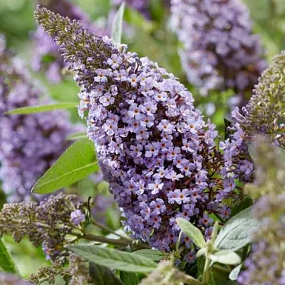 Буддлея давида БАТТЕРФЛЯЙ КАНДИ ЛИЛА СВИТХАРТ  Буддлея давида БАТТЕРФЛЯЙ КАНДИ ЛИЛА СВИТХАРТ в Подольске