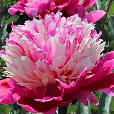 Пион ДЕЙДРИМ травянистый в Подольске