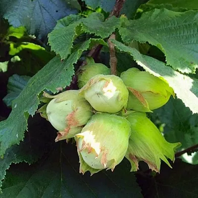 Фундук ТАМБОВСКИЙ РАННИЙ  Фундук ТАМБОВСКИЙ РАННИЙ в Подольске