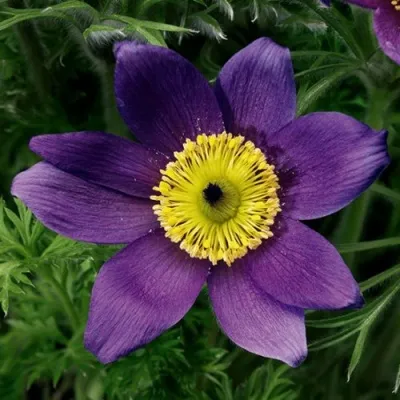 Прострел ПИНВИЛ БЛЮ ШЕЙДЕС в Подольске