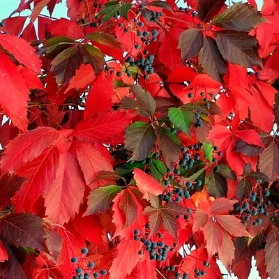 Девичий виноград  Девичий виноград в Подольске