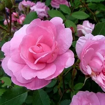 Саженцы роз ДЖОН ДЭВИС плетистая  Саженцы роз ДЖОН ДЭВИС плетистая в Подольске