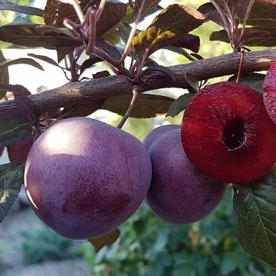 Слива ПАННА   Слива ПАННА  в Подольске