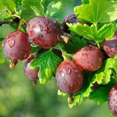 Крыжовник СЕРЕНАДА  Крыжовник СЕРЕНАДА в Подольске