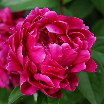 Пион ЛУИ ВАН-ГУТТ травянистый в Подольске