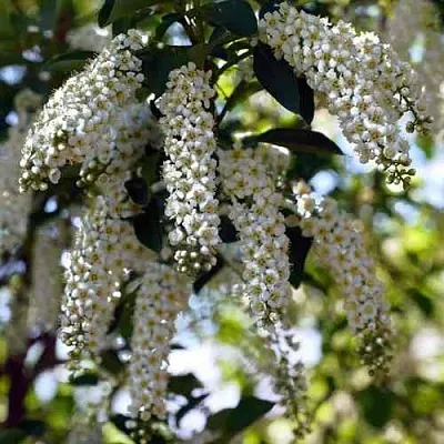 Черемуха виргинская ШУБЕРТ  Черемуха виргинская ШУБЕРТ в Подольске