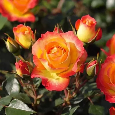 Саженцы роз ТАЙФУН спрей  Саженцы роз ТАЙФУН спрей в Подольске