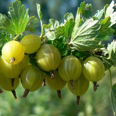 Крыжовник ЮБИЛЕЙНЫЙ  Крыжовник ЮБИЛЕЙНЫЙ в Подольске