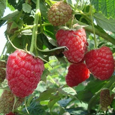 Малина КОЛОКОЛЬЧИК  Малина КОЛОКОЛЬЧИК в Подольске