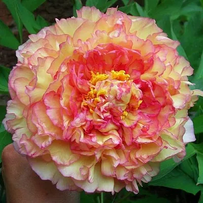 Пионы древовидные в Подольске