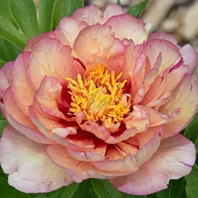 Пион КЭЛЛИС МЕМОРИ ито-гибрид в Подольске