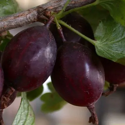 Крыжовник ЧЕЛЯБИНСКИЙ СЛАБОШИПОВАТЫЙ  Крыжовник ЧЕЛЯБИНСКИЙ СЛАБОШИПОВАТЫЙ в Подольске