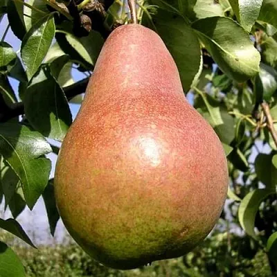 Груша КИРГИЗСКАЯ ЗИМНЯЯ  Груша КИРГИЗСКАЯ ЗИМНЯЯ в Подольске
