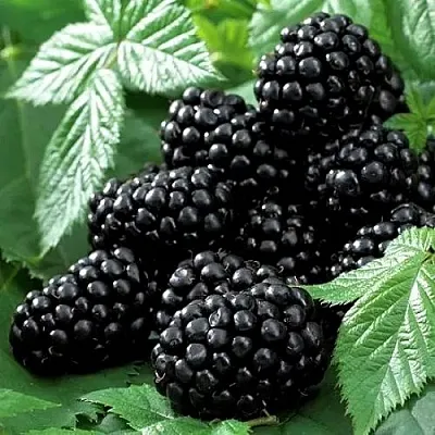 Ежевика БЛЭК БЬЮТИ  Ежевика БЛЭК БЬЮТИ в Подольске