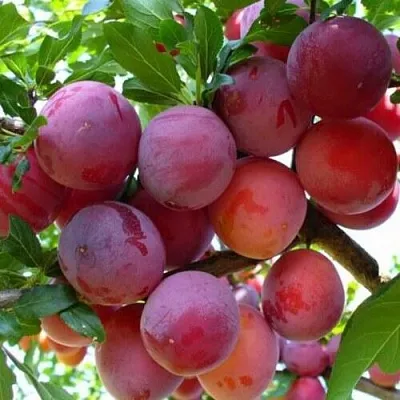 Слива НЕКТАРИННАЯ АРОМАТНАЯ  Слива НЕКТАРИННАЯ АРОМАТНАЯ в Подольске