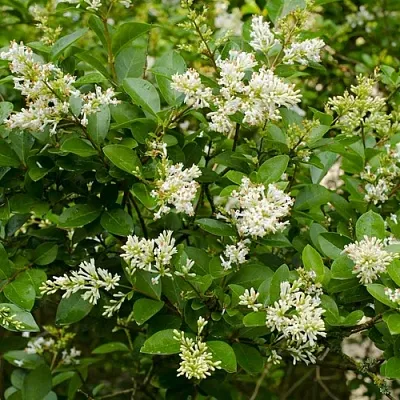 Бирючина  Бирючина в Подольске