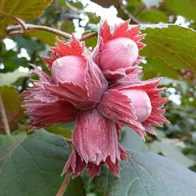 Фундук СКАРЛЕТТ  Фундук СКАРЛЕТТ в Подольске