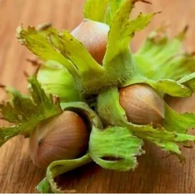 Фундук ГИГАНТ ТАМБОВСКИЙ  Фундук ГИГАНТ ТАМБОВСКИЙ в Подольске