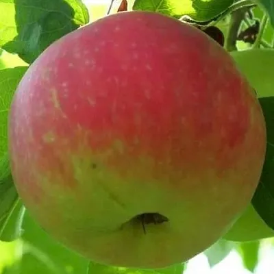 Яблоня УТРО  Яблоня УТРО в Подольске