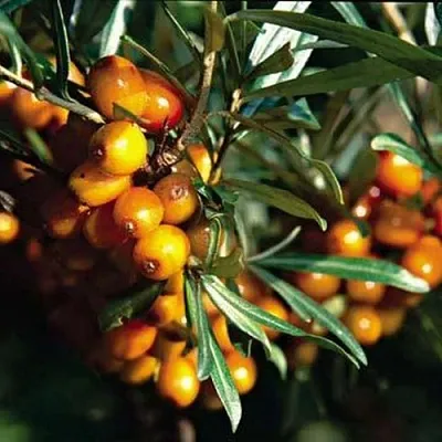 Облепиха ДАР КАЗАКОВУ в Подольске