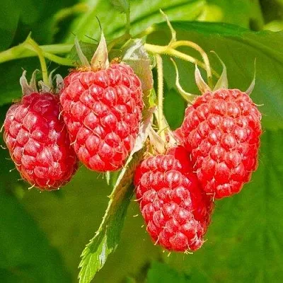 Малина ИЗОБИЛЬНАЯ в Подольске