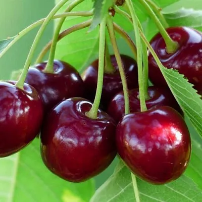 Дюк ЖИВИЦА (ЧЕРЕВИШНЯ) в Подольске