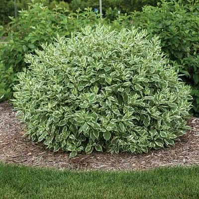 Дерен ЭЛЕГАНТИССИМА белый  Дерен ЭЛЕГАНТИССИМА белый в Подольске