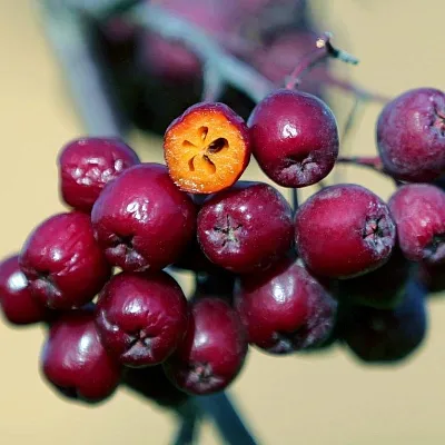 Рябина сладкоплодная в Подольске