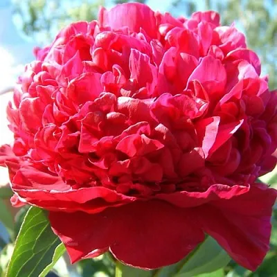 Пион ИНСПЕКТОР ЛАВЕРН травянистый в Подольске