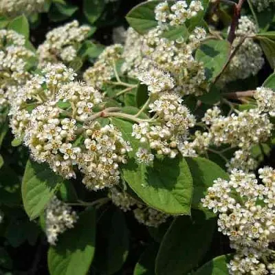 Кизильник пузырчатый в Подольске