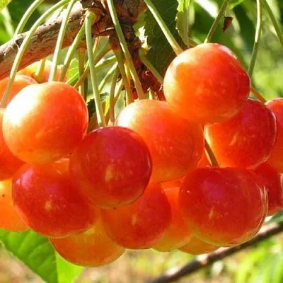 Черешня СОПЕРНИЦА  Черешня СОПЕРНИЦА в Подольске