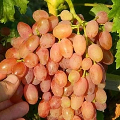 Виноград КИШМИШ ЛУЧИСТЫЙ  Виноград КИШМИШ ЛУЧИСТЫЙ в Подольске