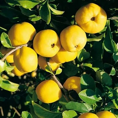 Айва ЦЕЗАРЬ  Айва ЦЕЗАРЬ в Подольске