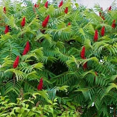 Сумах  Сумах в Подольске