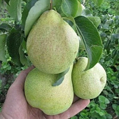 Груша КУДЕСНИЦА  Груша КУДЕСНИЦА в Подольске