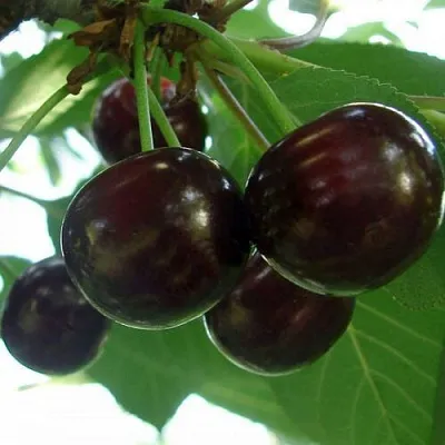 Дюк КСЕНИЯ (ЧЕРЕВИШНЯ) в Подольске