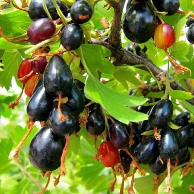 Смородина золотистая БОКАЛИНСКАЯ  Смородина золотистая БОКАЛИНСКАЯ в Подольске