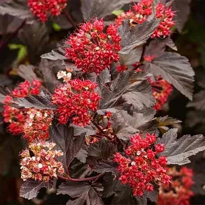 Пузыреплодник РЕД БАРОН  Пузыреплодник РЕД БАРОН в Подольске