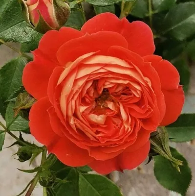 Саженцы роз СТАРЛЕТ РОУЗ КАРМЕН плетистая  Саженцы роз СТАРЛЕТ РОУЗ КАРМЕН плетистая в Подольске