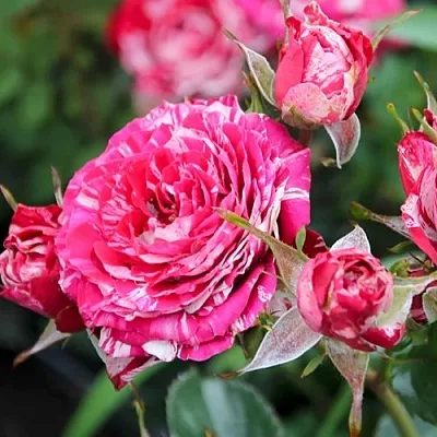 Саженцы роз АРРОУ ФОЛИЕС спрей  Саженцы роз АРРОУ ФОЛИЕС спрей в Подольске