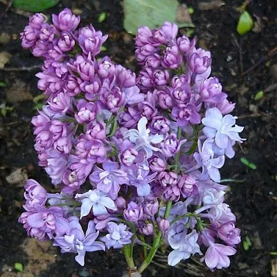 Сирень НАДЕЖДА  Сирень НАДЕЖДА в Подольске