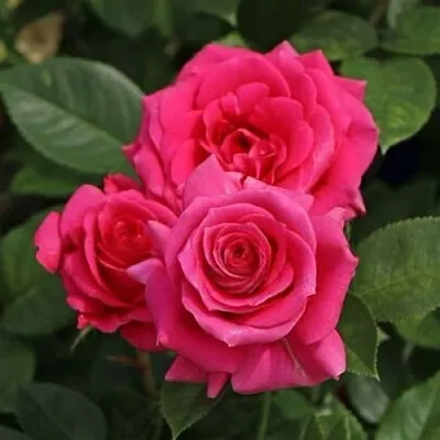 Саженцы роз ЛАВ ЛЕТТЕР флорибунда  Саженцы роз ЛАВ ЛЕТТЕР флорибунда в Подольске